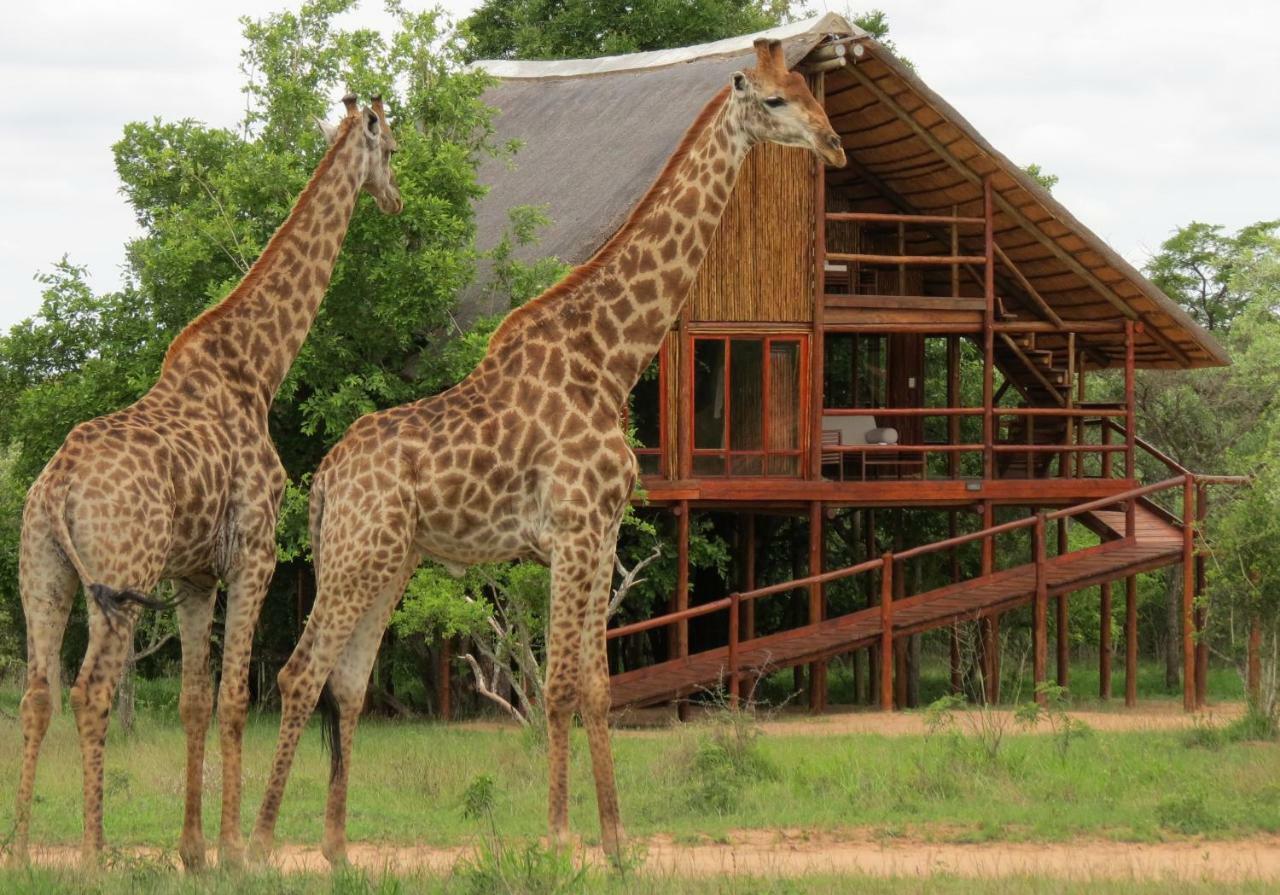 Pezulu Tree House Lodge Hoedspruit Εξωτερικό φωτογραφία